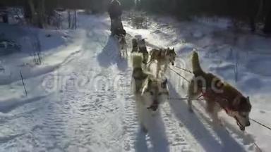 西伯利亚<strong>哈士奇</strong>在<strong>狗</strong>队。 在森林里奔跑。 与西伯利亚<strong>哈士奇狗</strong>队一起骑雪橇。